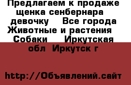 Предлагаем к продаже щенка сенбернара - девочку. - Все города Животные и растения » Собаки   . Иркутская обл.,Иркутск г.